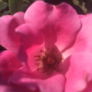 Meet your Posher, Mia